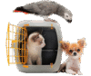 Blue Ship Pet Transport